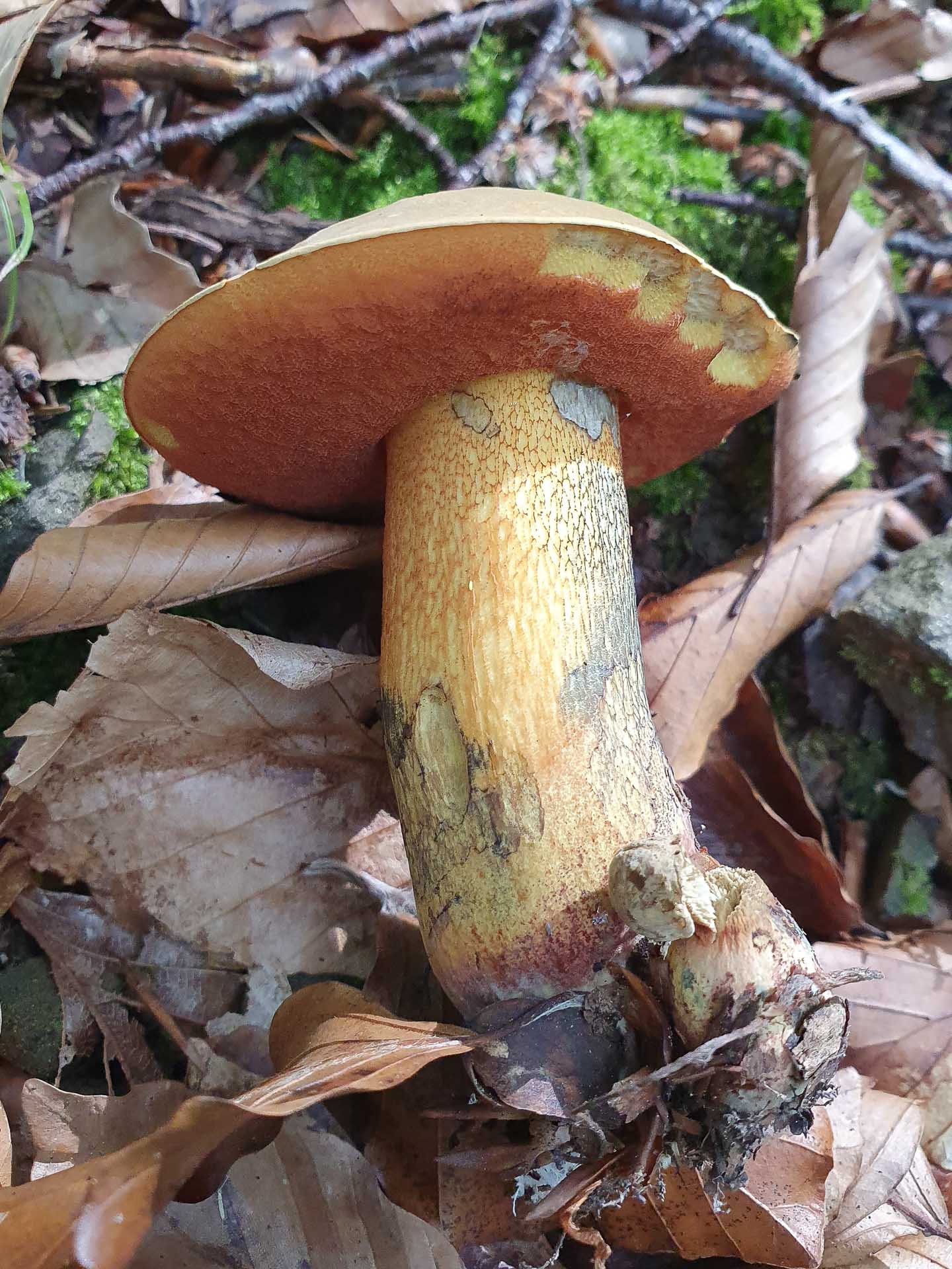 Дубовик звичайний (Suillellus luridus)