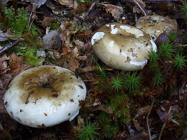 Černajúca plávka (Russula nigricans)