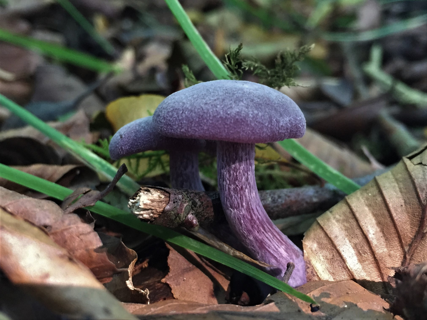 เห็ดอเมทิสต์ดีซีฟเวอร์ (Laccaria amethystina)