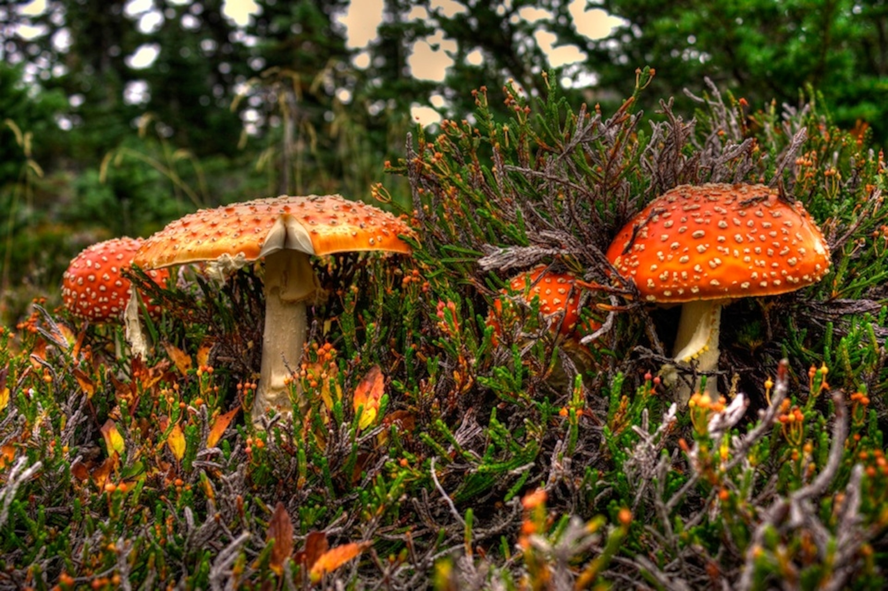 Čiapočka prilbovitá (Mycena galericulata)