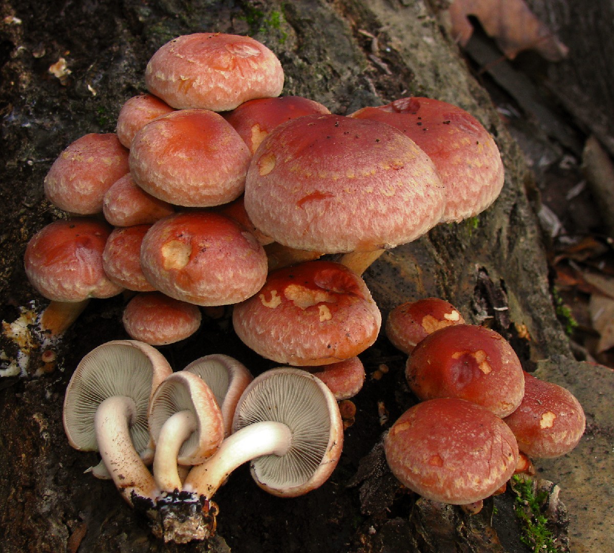Tegelröd slöjskivling (Cortinarius testaceus)