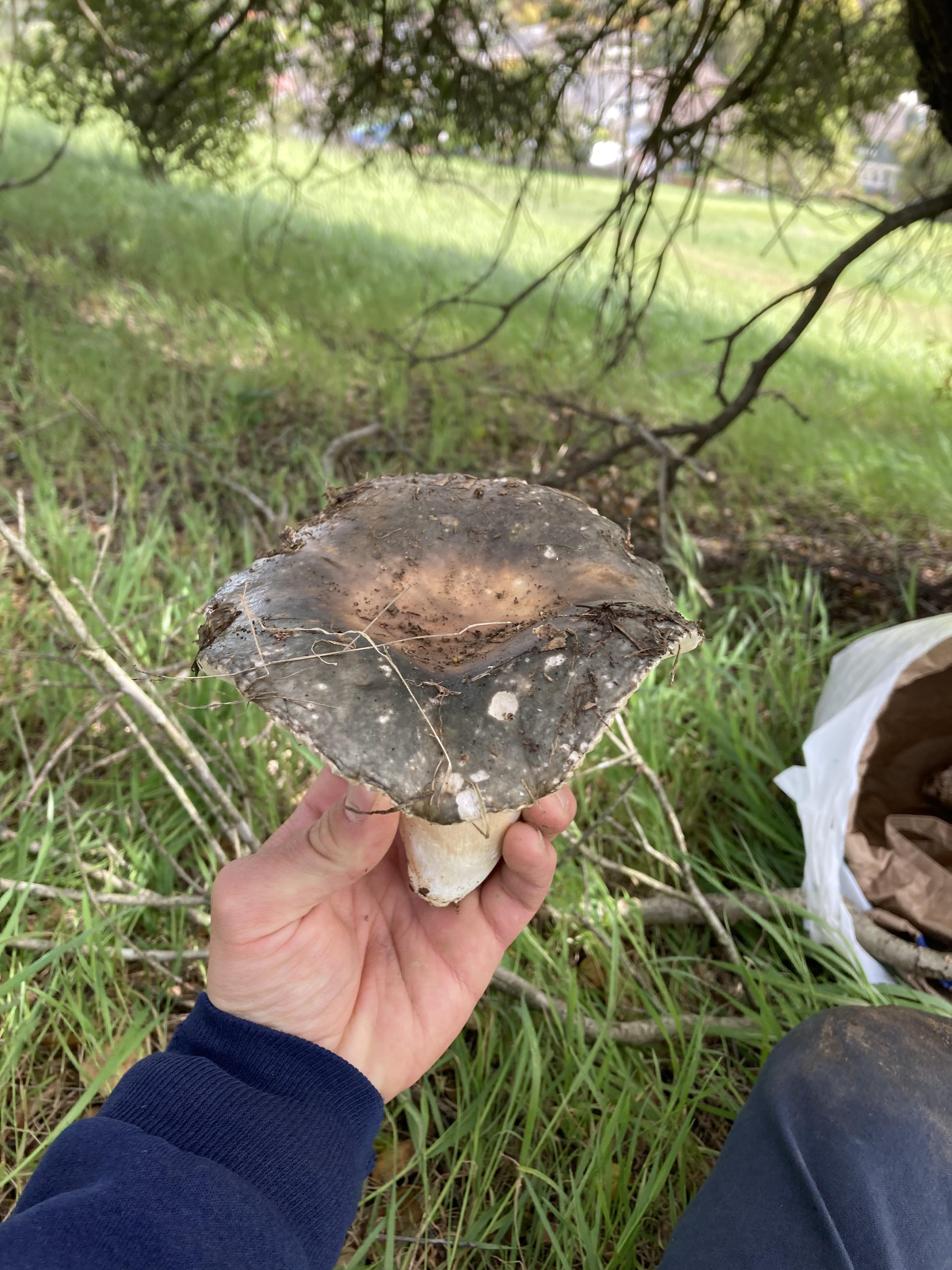 Ćumurka ili Golubovača (Russula cyanoxantha)