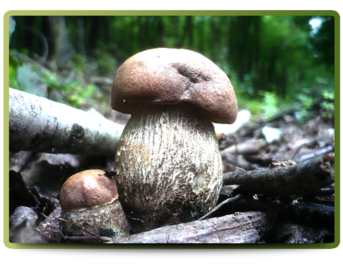 Kavak Bolet (Xerocomellus silwoodensis)