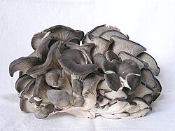 Kavak Pul Mantarı (Pholiota populnea)