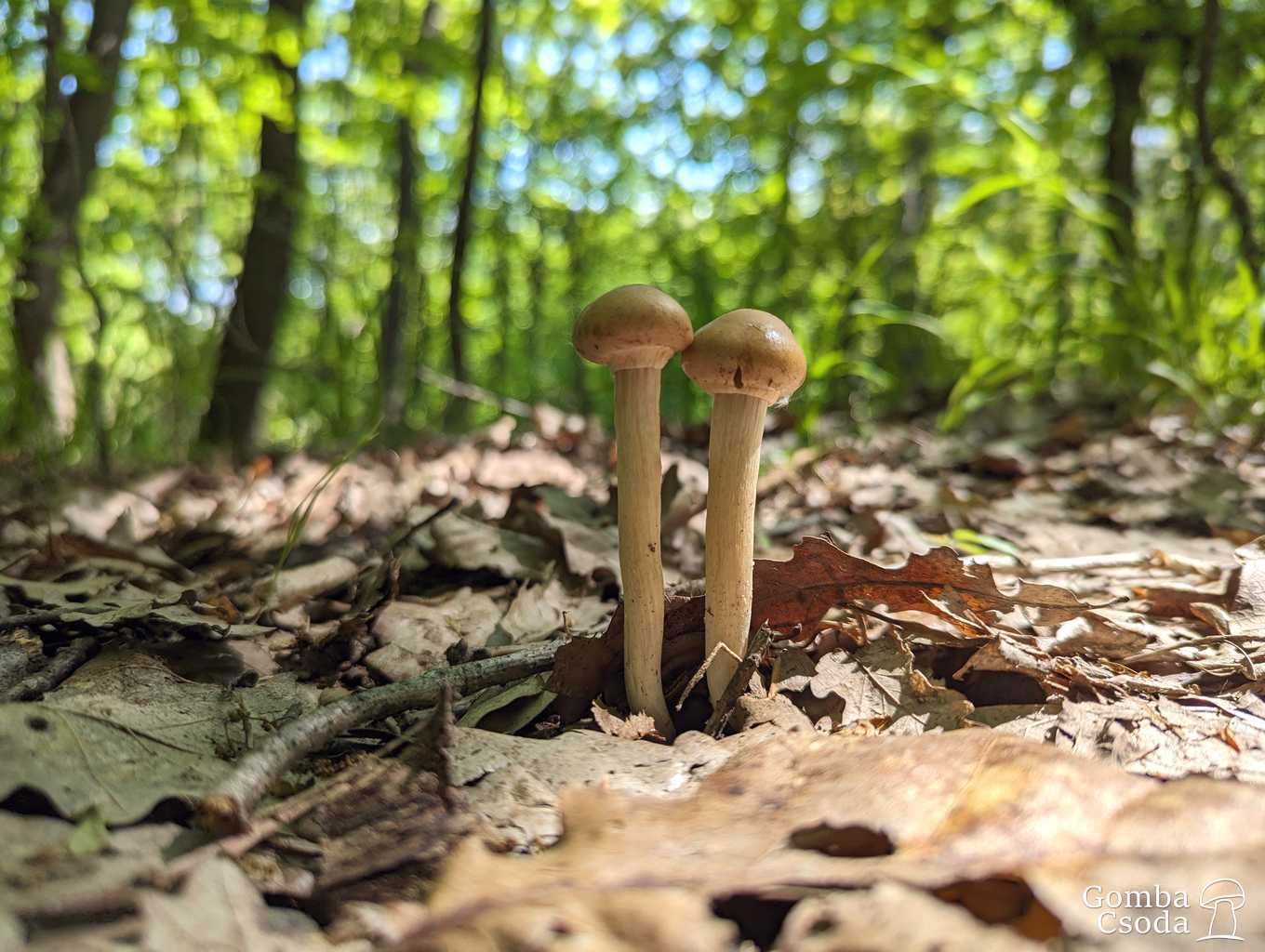 Krem Wax Cap (Hygrocybe pratensis)