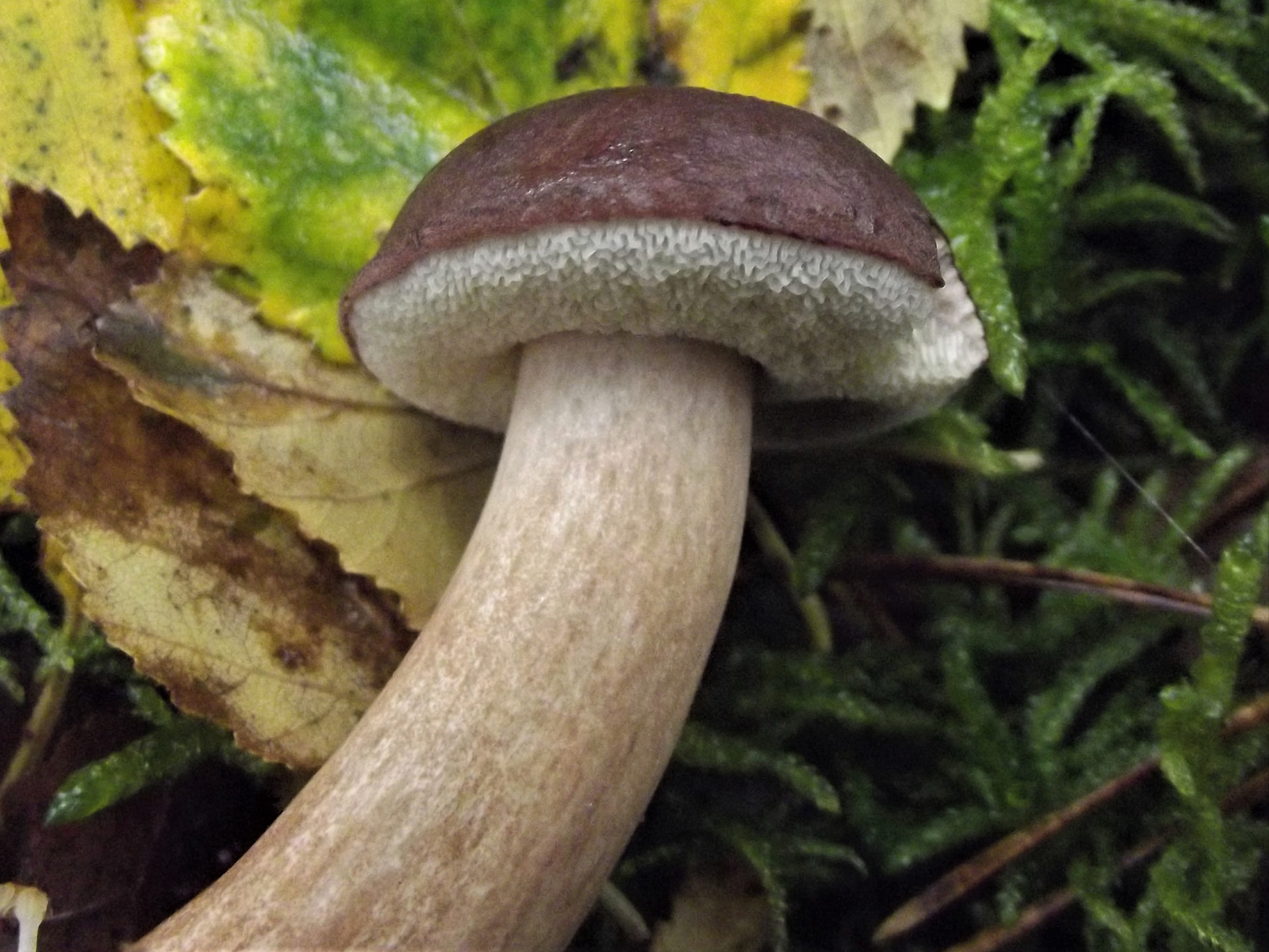 เบย์โบเล็ต (Neoboletus badius)