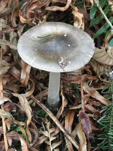 鳞柄菇 (Lepiota)