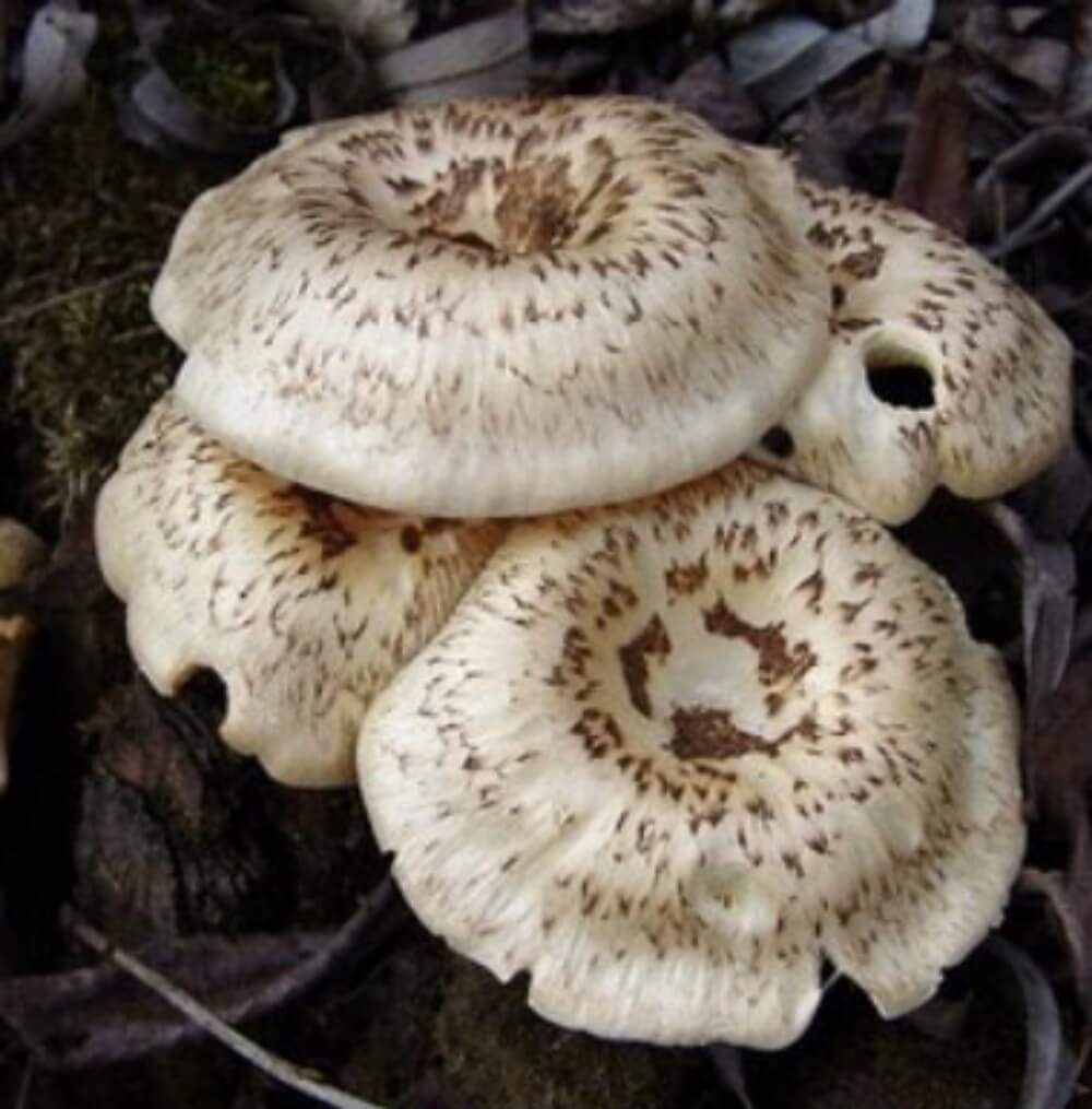 Húževnatec tigrovaný (Lentinus tigrinus)