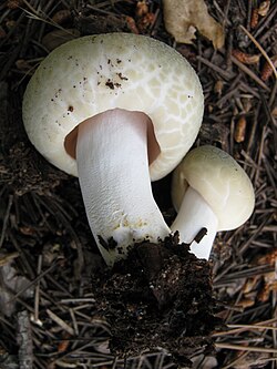Yeşil Russula, Çimen Russula, Çatlak Şapkalı Russula (Russula virescens)