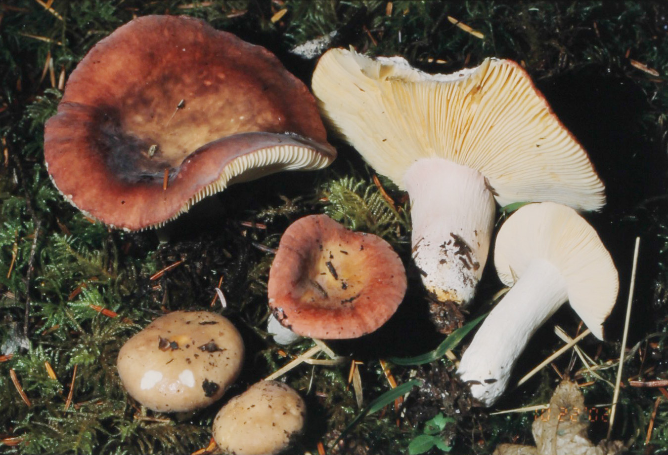Помаранчева сироїжка (Russula aurantiaca)