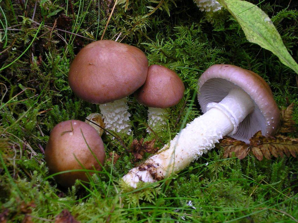 Dev Stropharia (Stropharia hornemannii)