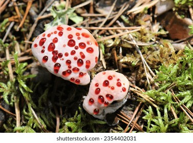 Blekticka (Climacodon septentrionalis)