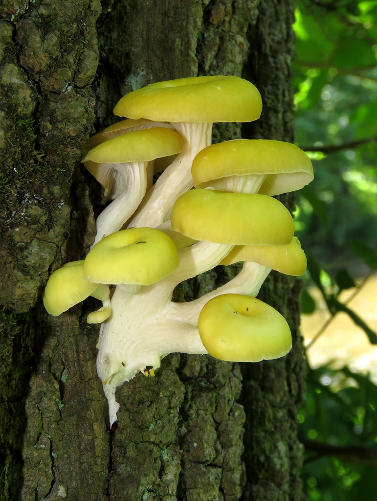 Öronborstsvamp (Auriscalpium vulgare)