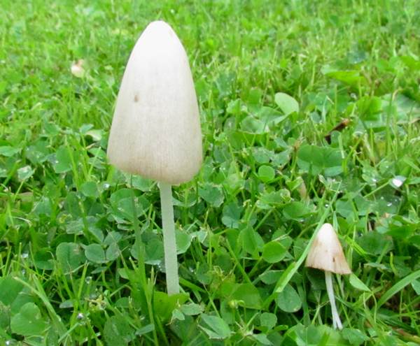 旱伞 (Conocybe filaris)