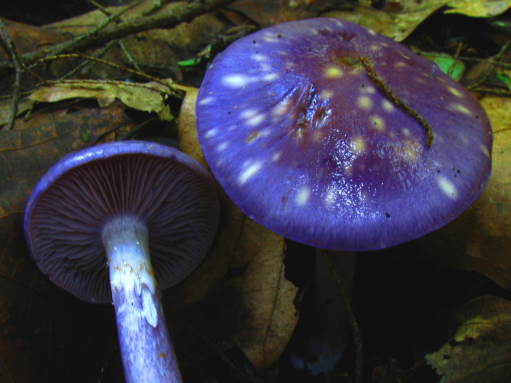 Purple-staining Cort (Cortinarius violaceocinereus)