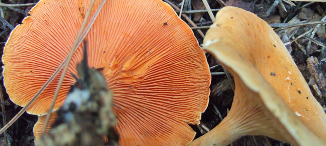 Bleka narrkantarell (Hygrophoropsis pallida)