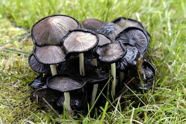 Adi Mürekkep Mantarı (Coprinopsis atramentaria)
