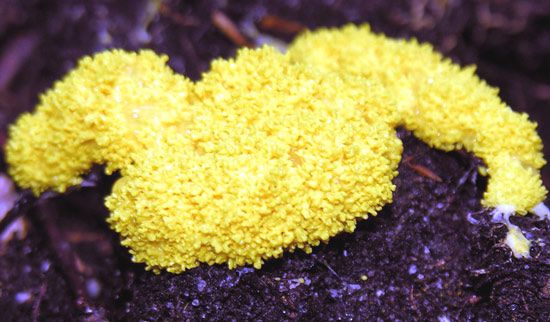 狗呕菌 (Fuligo septica)