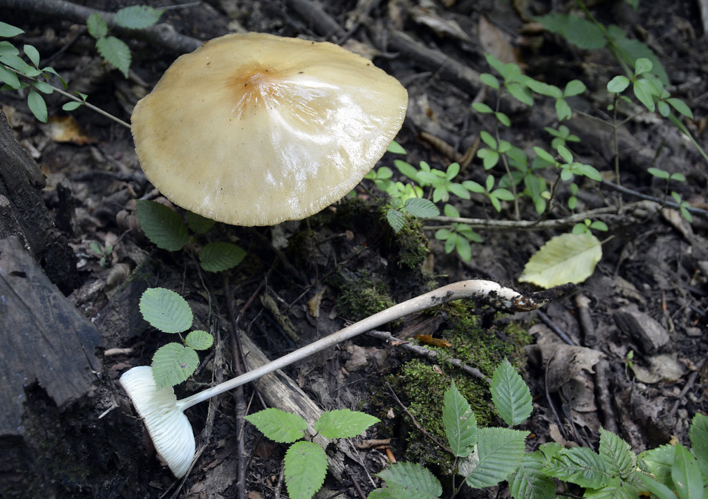 Kök Saplı Mantar (Hymenopellis radicata)