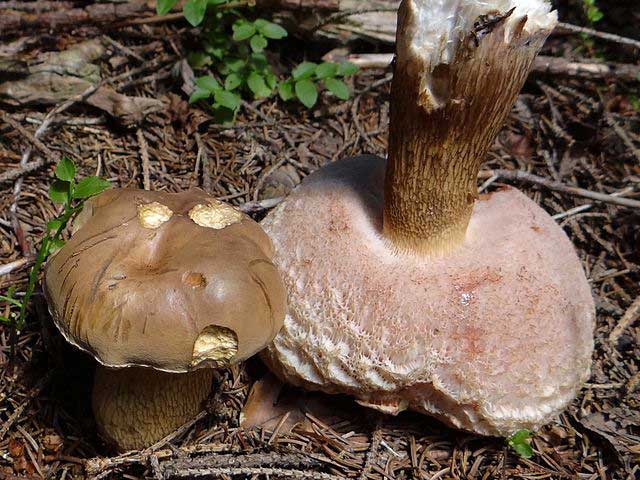 苦味牛肝菌 (Tylopilus felleus)