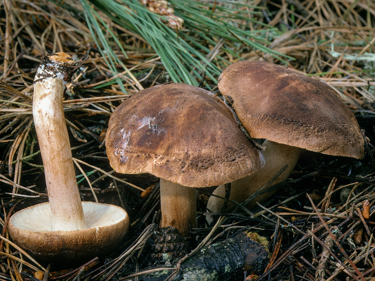 Fjällig riddarmusseron (Tricholoma imbricatum)