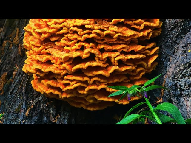 Vitporig svavelticka (Laetiporus cincinnatus)