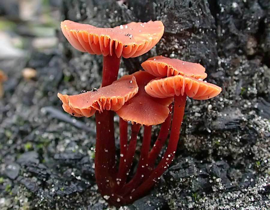 toppvaxskivling (Hygrocybe conica)