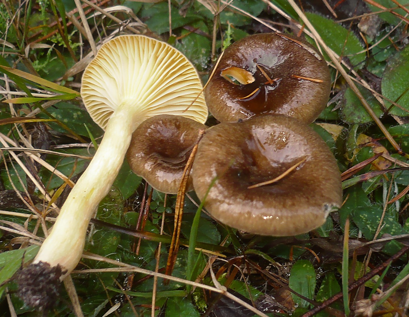 Höstmusseron (Hygrophorus hypothejus)
