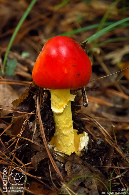 Amerikan Sezar Mantarı (Amanita jacksonii)