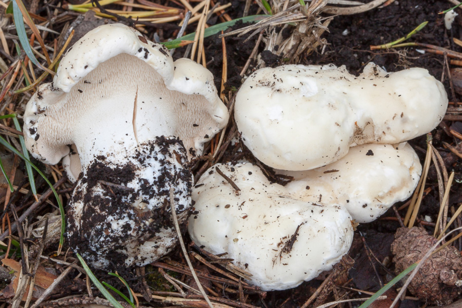 Vit taggsvamp (Trametes pubescens)