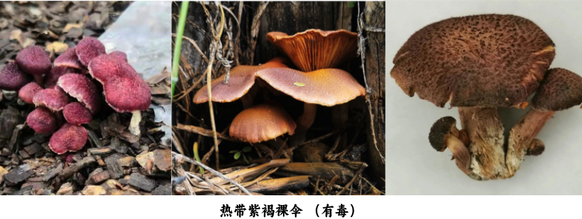 紫褐裸伞 (Gymnopus fuscotinctus)