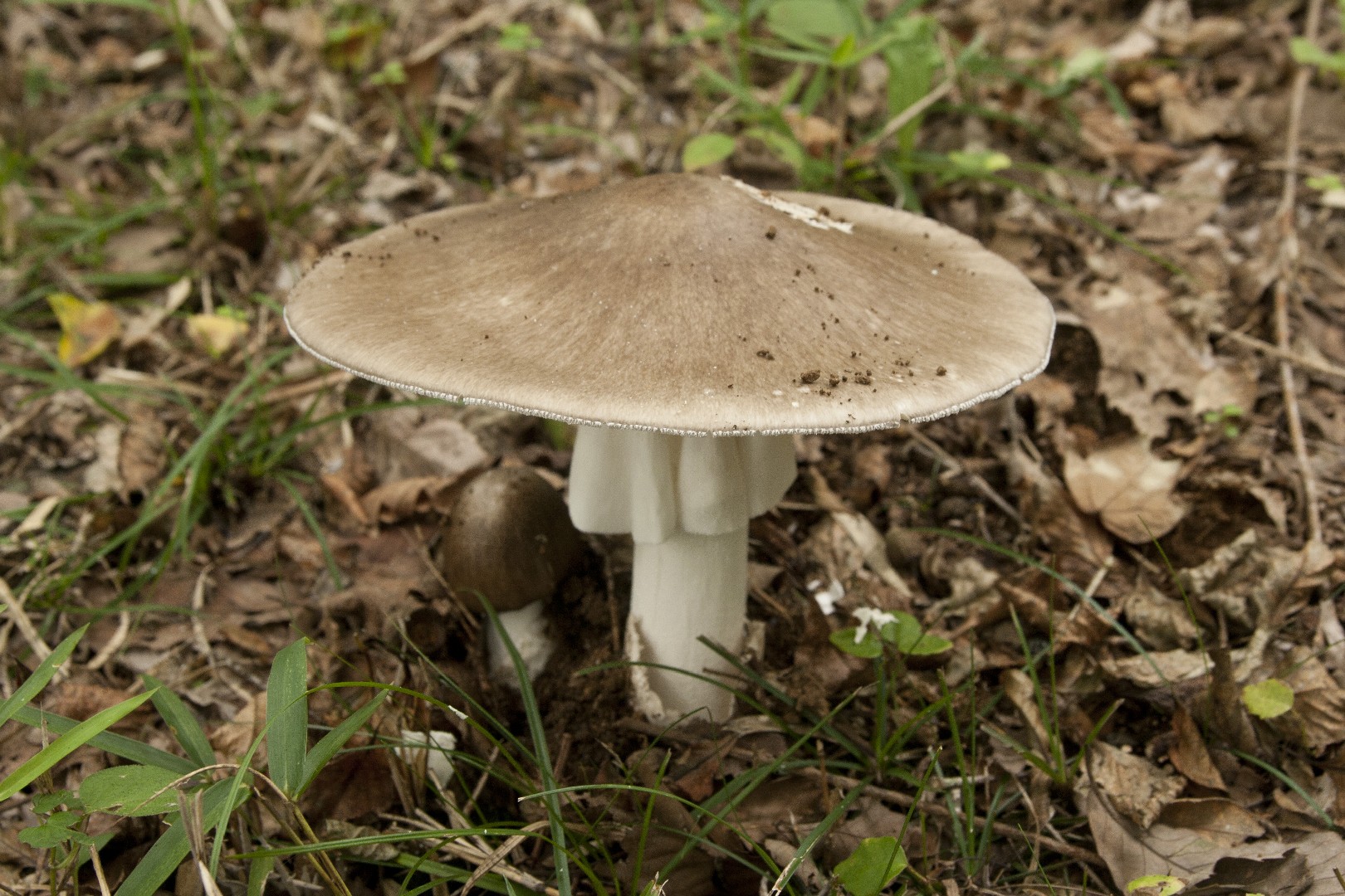 假褐云斑鹅膏菌 (Amanita pseudoporphyria)