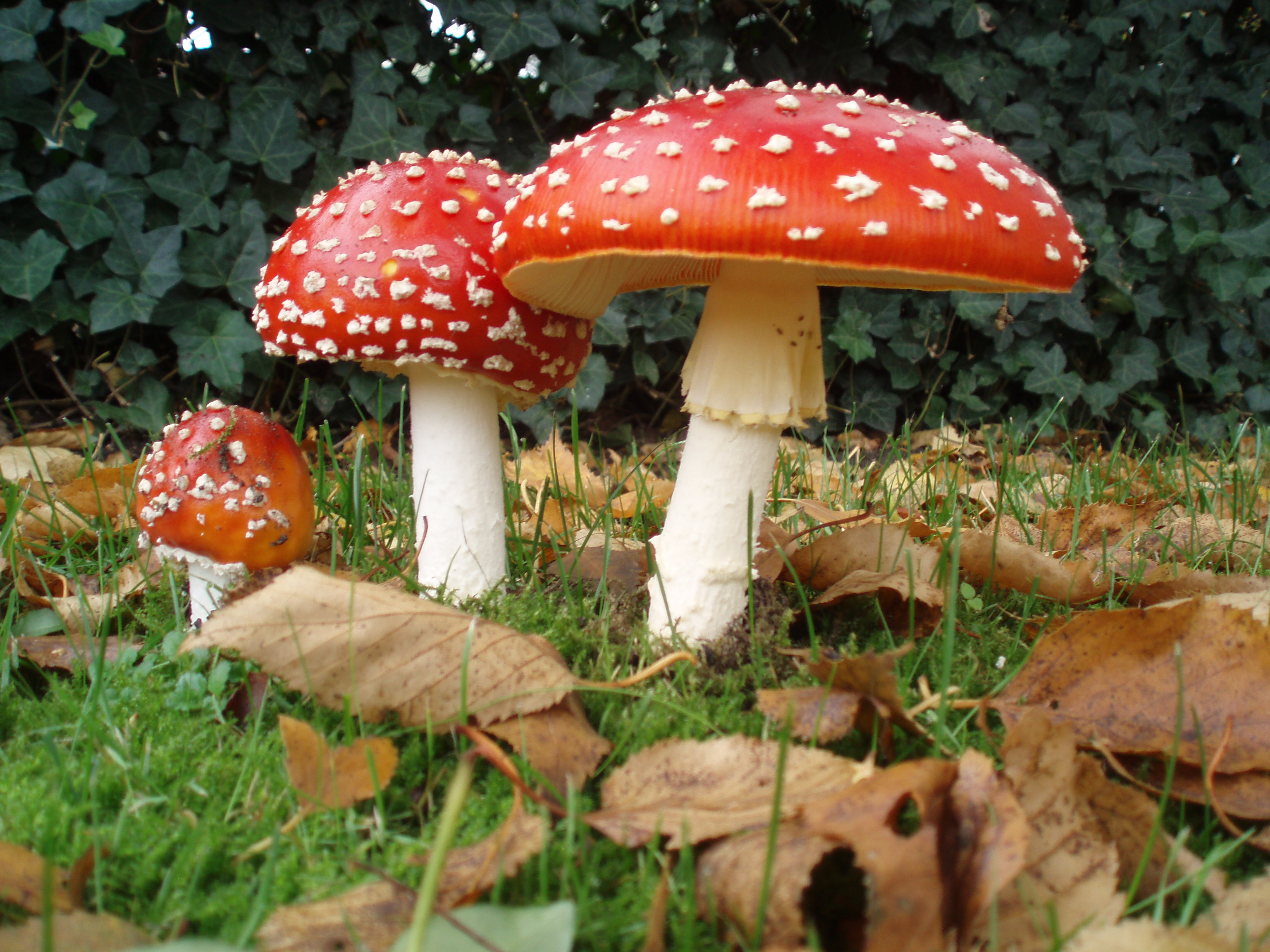 Rdeča mušnica (Amanita muscaria)