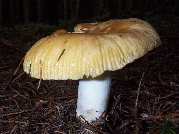 Plávka smradľavá (Russula foetens)