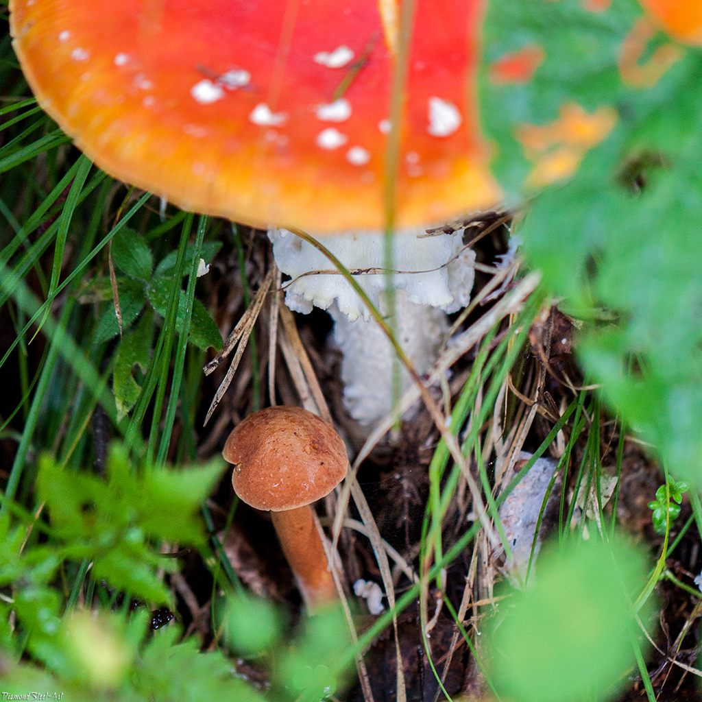 Poperasti gobanc (Chalciporus piperatus)