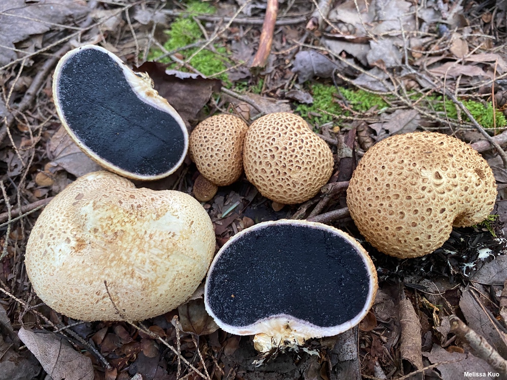 硬皮马勃 (Scleroderma)