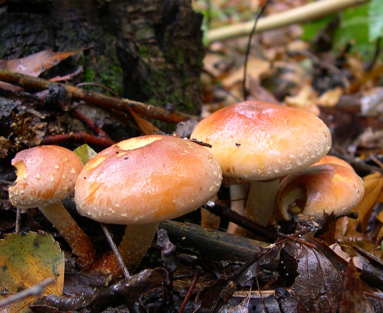 Tegelröd slätskinn (Stereum subtomentosum)