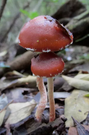 Garden Roundhead (Stropharia rugosoannulata)