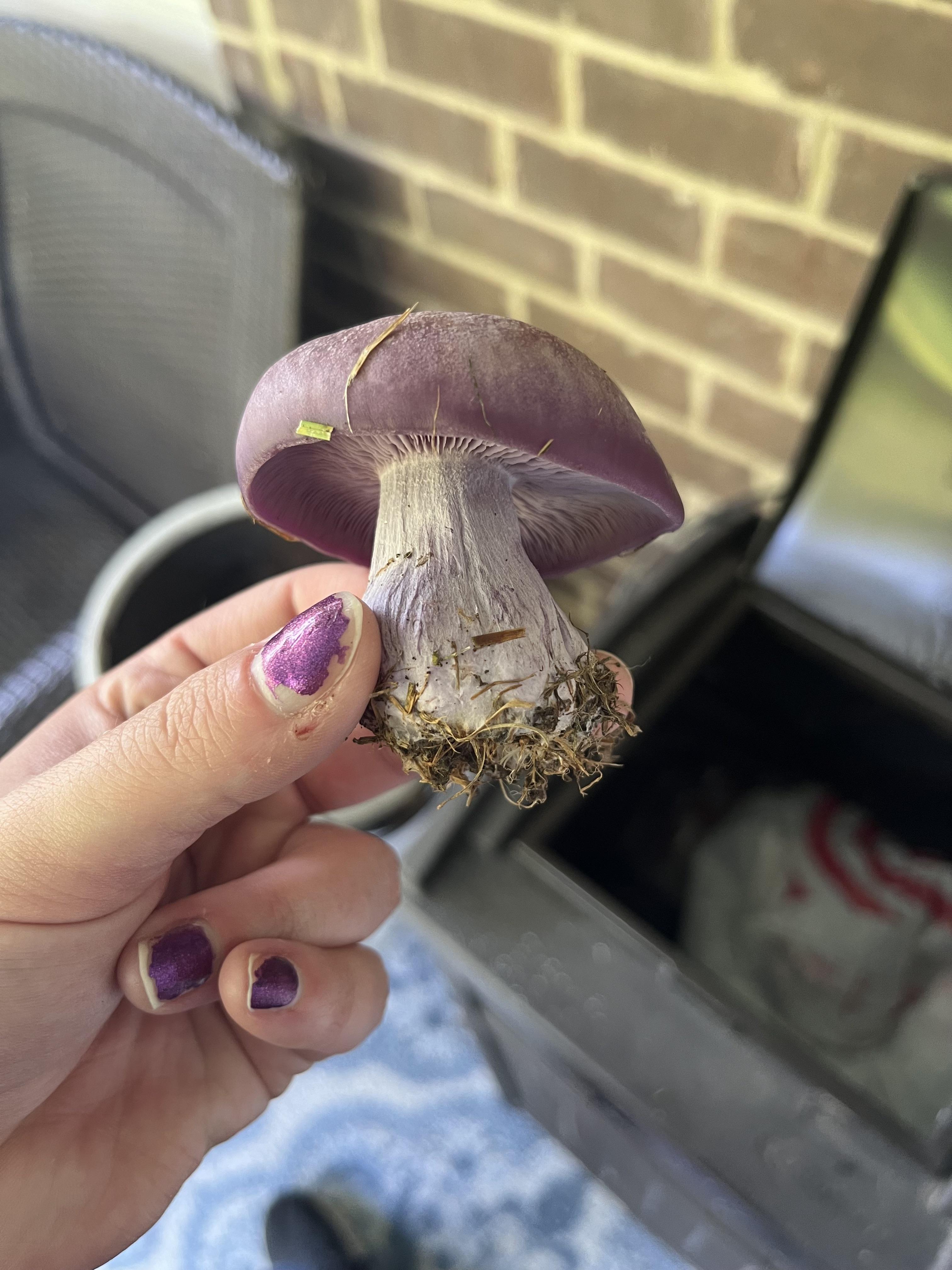 เห็ดพอร์ชินีสีม่วง (Boletus purpureus)