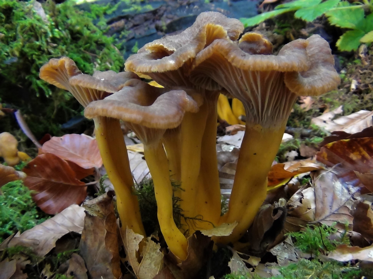 Höstkantarell (Craterellus tubaeformis)
