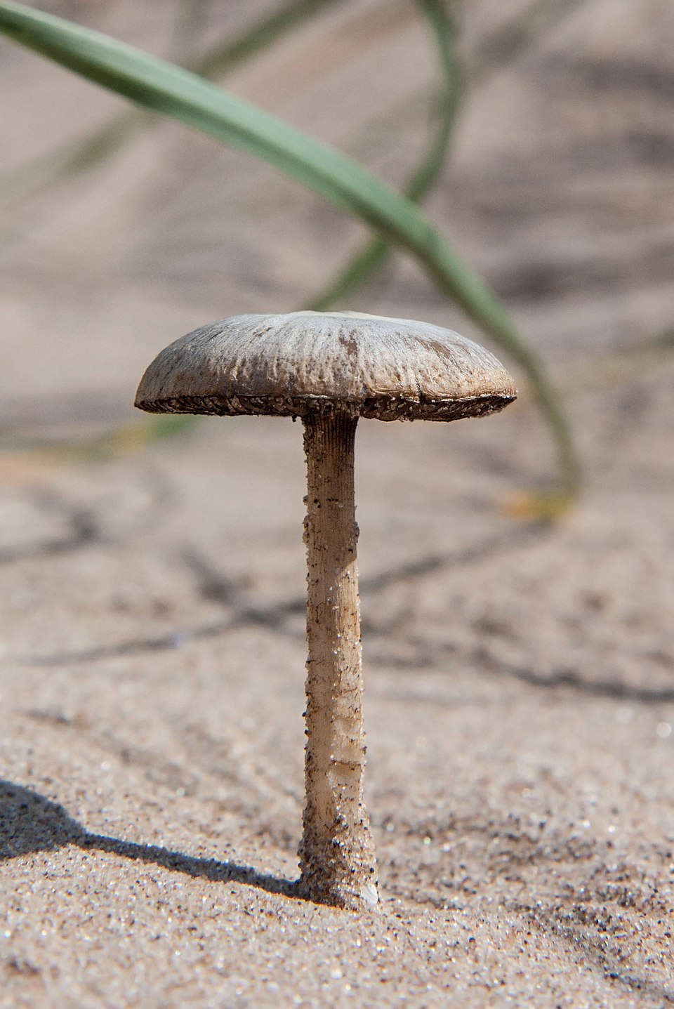 Kumul Sıyrığı (Psathyrella ammophila)