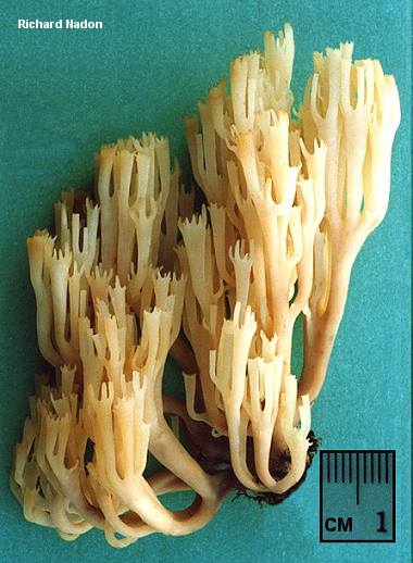 Kronska griva (Artomyces pyxidatus)