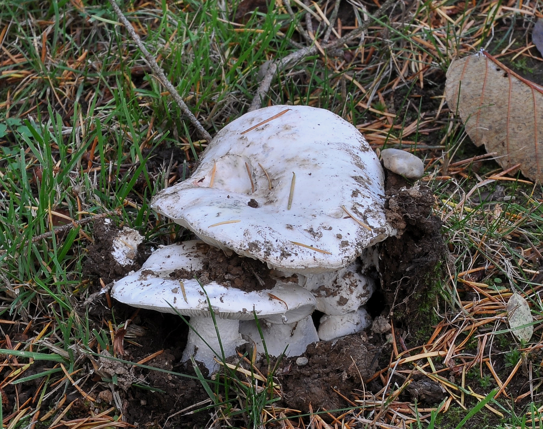 Kratkostebeljna golobica (Russula brevipes)