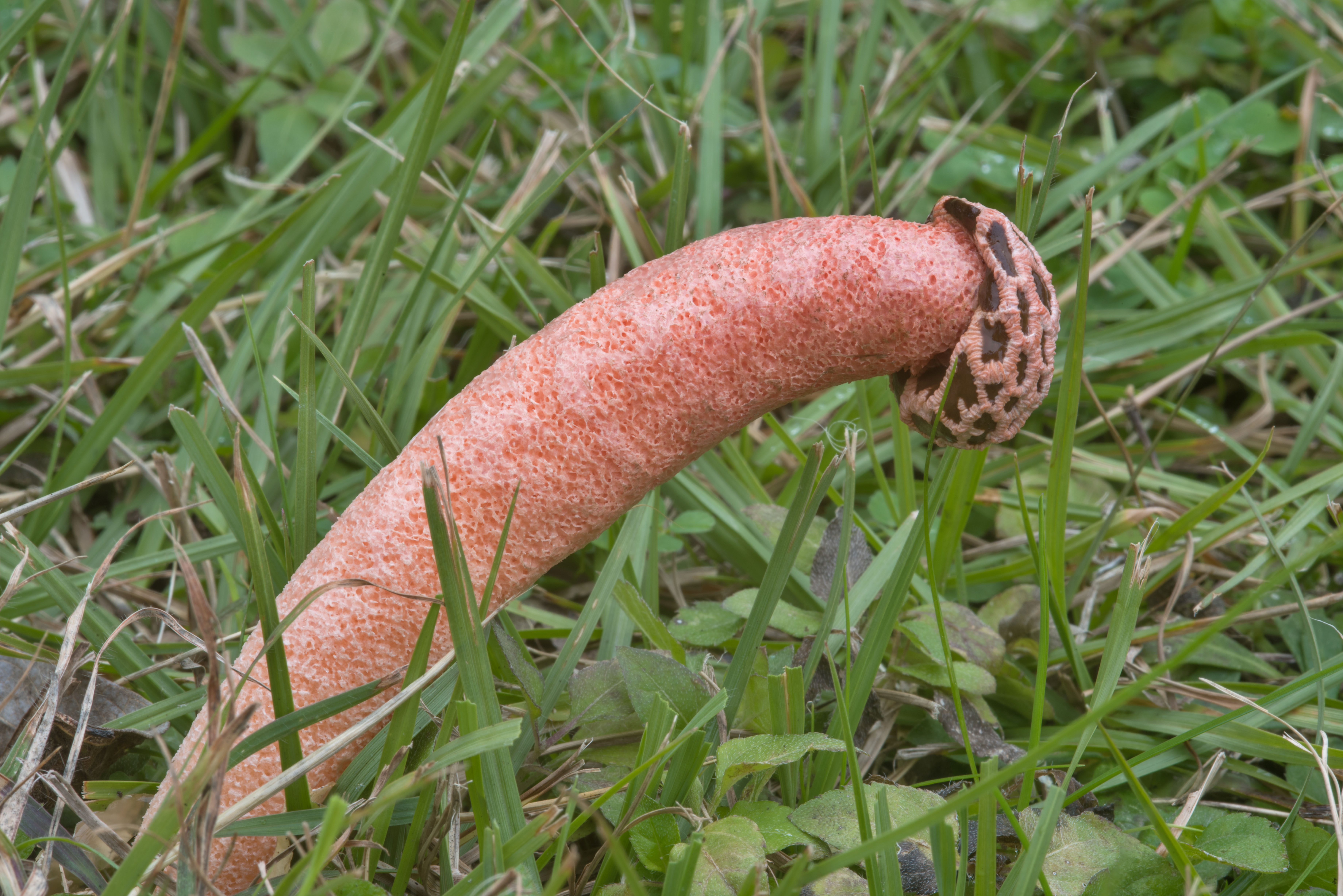 疣柄鬼笔 (Lysurus periphragmoides)