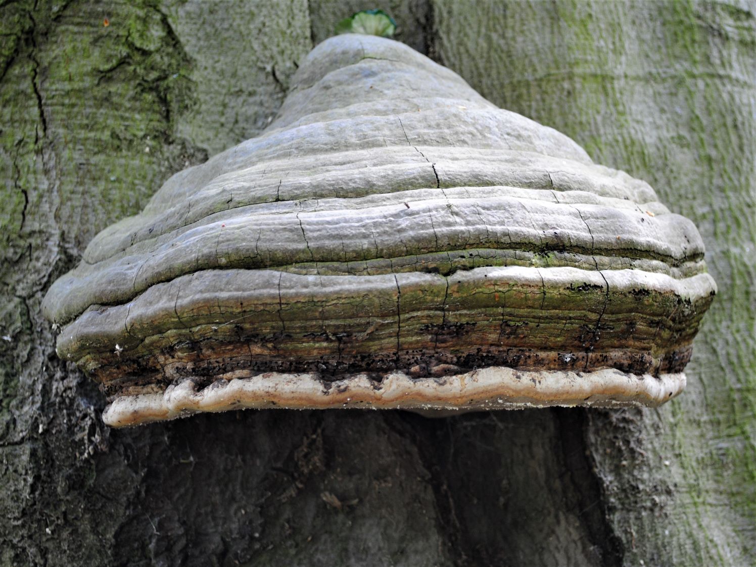 ทินเดอร์-คองก์ (Fomes fomentarius)