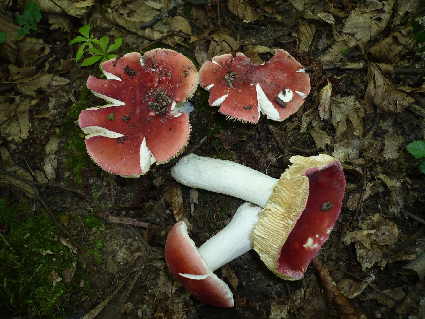 Red Russula (Russula rubra)