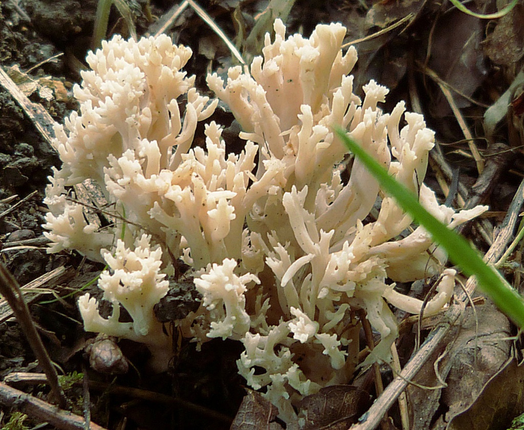 Vit fingersvamp (Clavulina cristata)