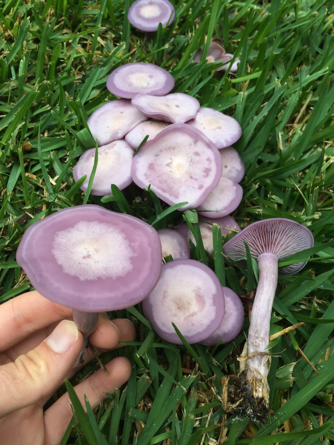 Purple-staining Polypore (Hapalopilus rutilans)