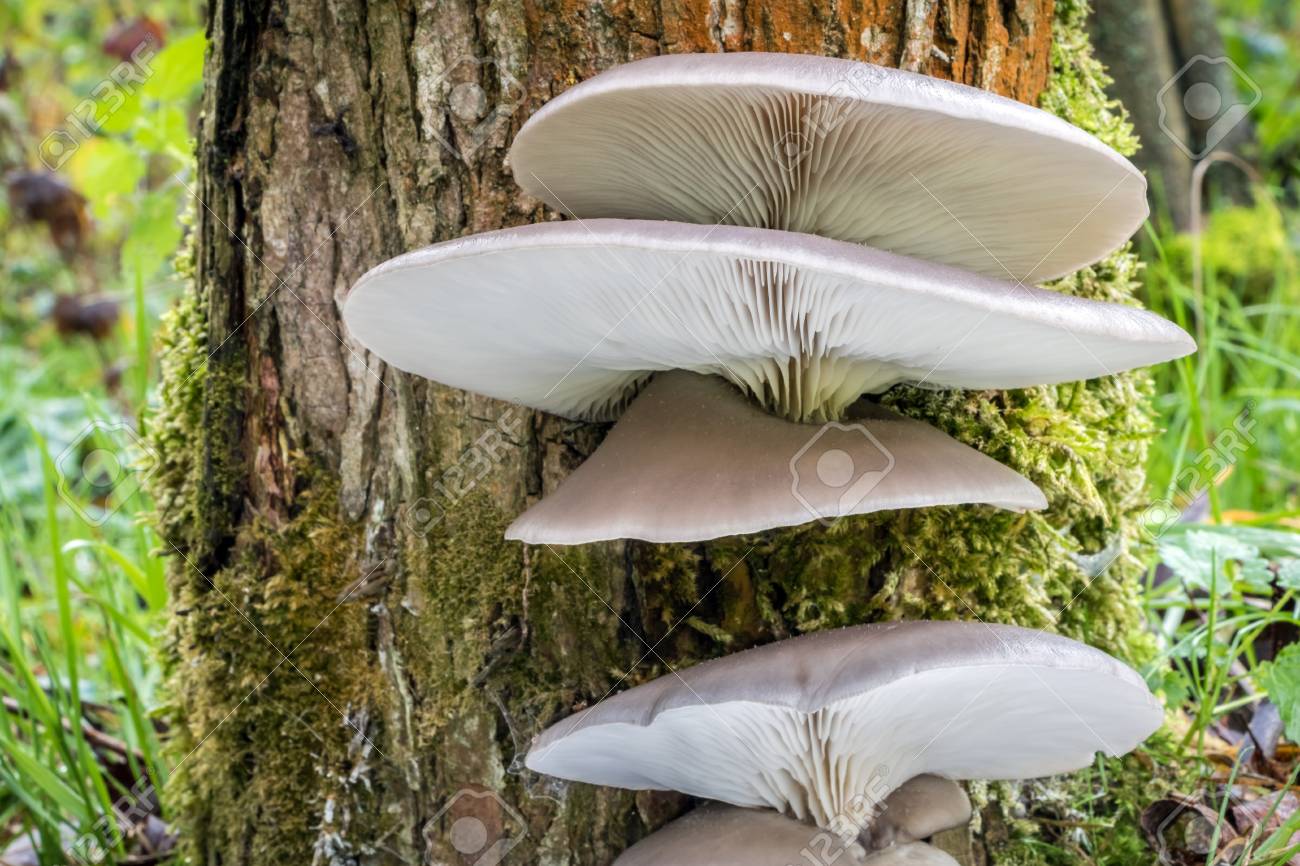 Плютей вербовий (Pluteus salicinus)