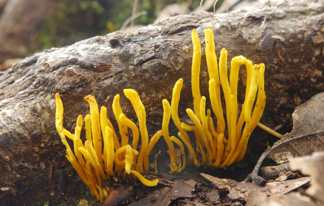 Yellow Staghorn (Calocera viscosa)